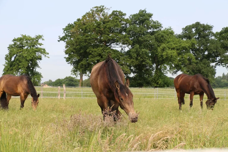 2 Pferde auf der Weide