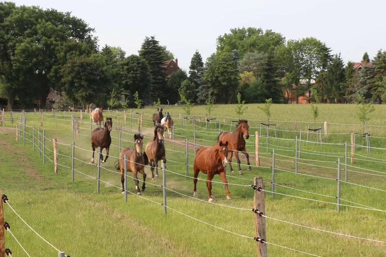 Pferde beim Auslauf auf der Weide